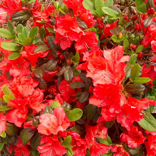 RHODODENDRON azalea 'Encore® Sunset'