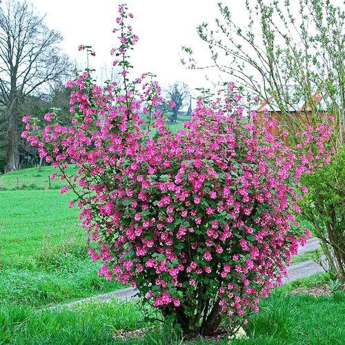 RIBES sanguineum