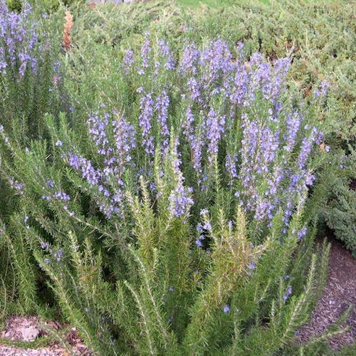 ROSMARINUS officinalis