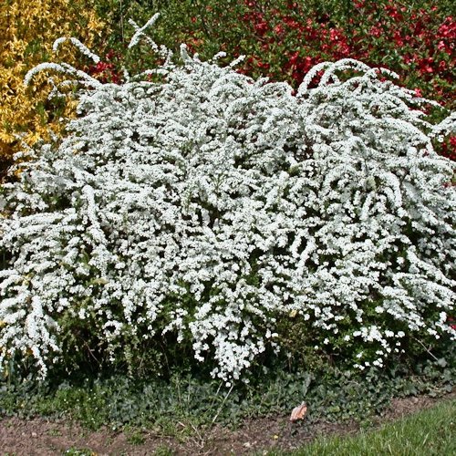 SPIRAEA x arguta