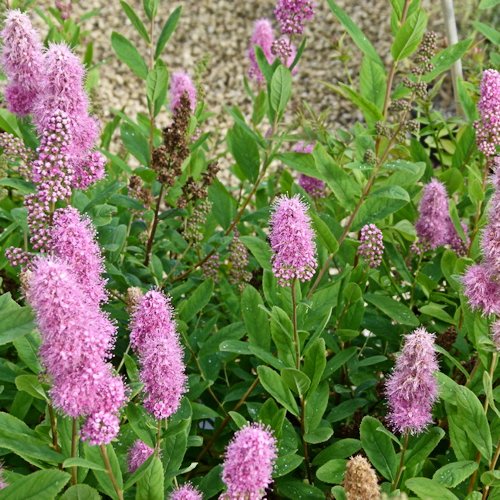 SPIRAEA x billardii 'Triumphans'