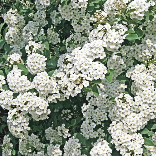 SPIRAEA x vanhouttei