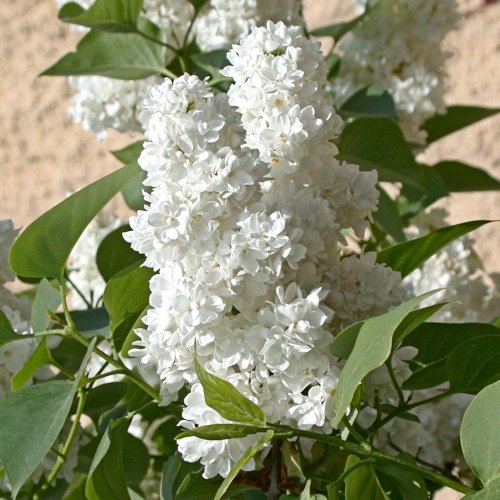 SYRINGA 'blanc'