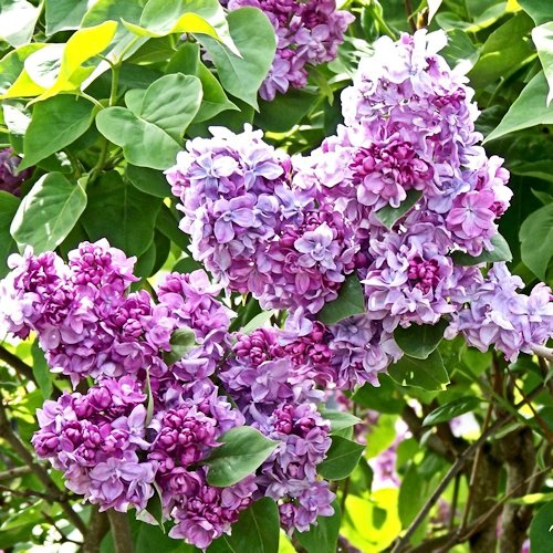 SYRINGA 'mauve'