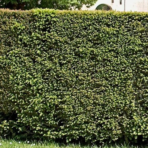 TAXUS baccata