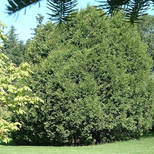 THUJA occidentalis