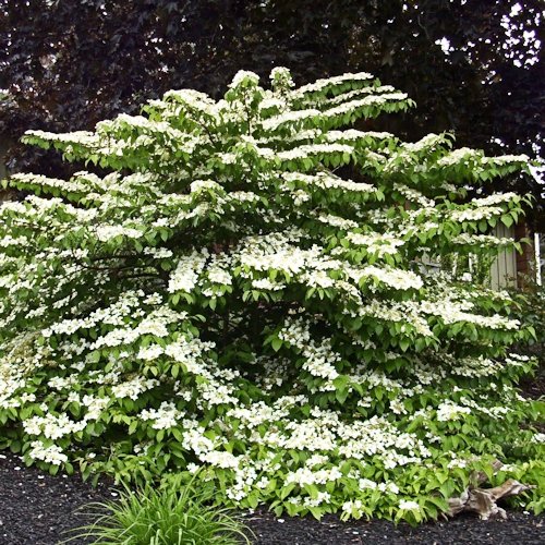VIBURNUM plicatum 'Mariesii'