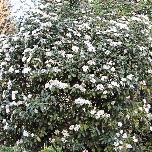 VIBURNUM tinus