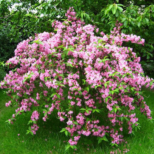 WEIGELIA