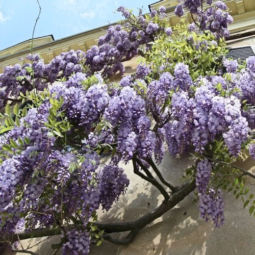 WISTARIA sinensis