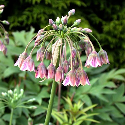 ALLIUM bulgaricum