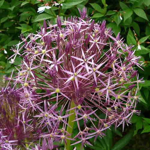 ALLIUM cristophii