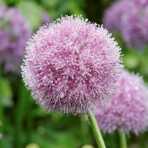 ALLIUM elatum