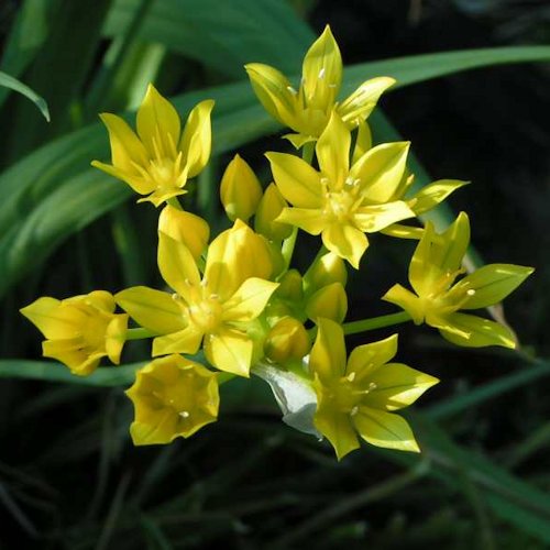 ALLIUM moly