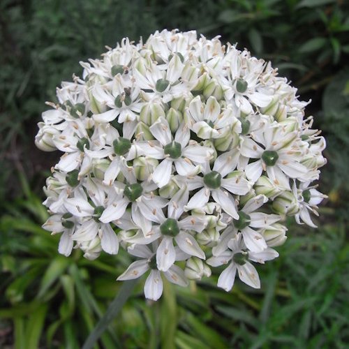 ALLIUM nigrum