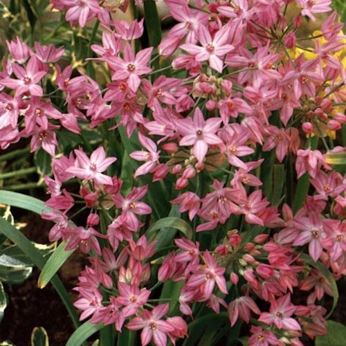 ALLIUM ostrowskianum