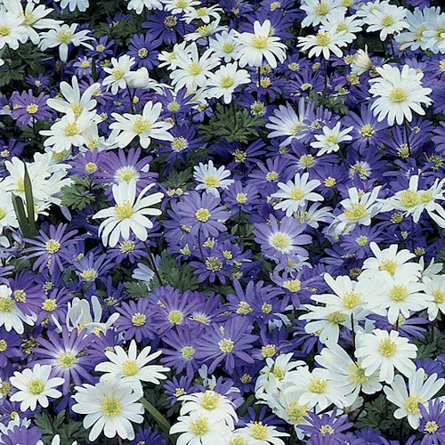 ANEMONE blanda 'Variées'