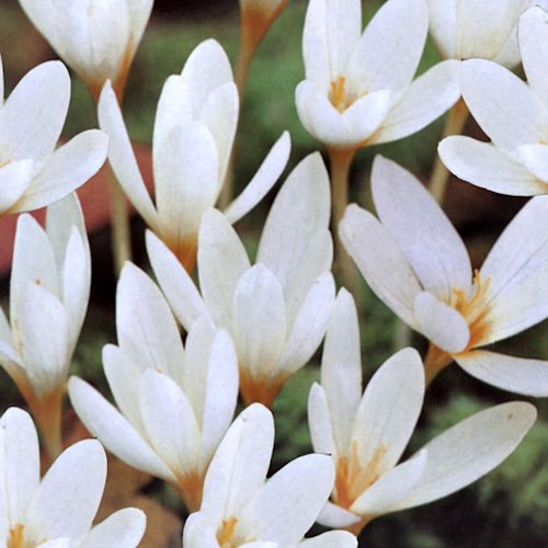 CROCUS ochroleucus