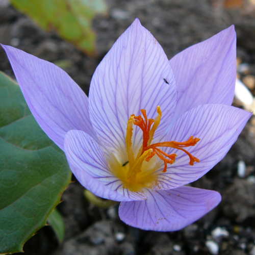 CROCUS speciosus