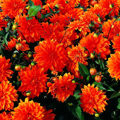 DAHLIA nain cactus<br>'Messine'