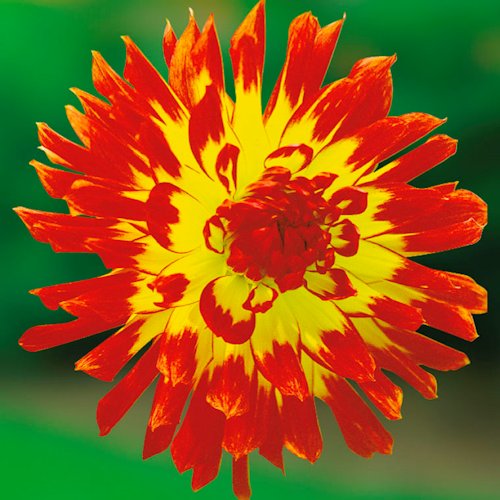 DAHLIA cactus<br>'Oiseau de Feu'