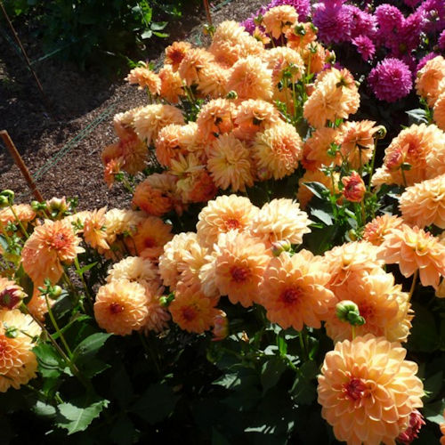 DAHLIA nain double<br>'Péché mignon'