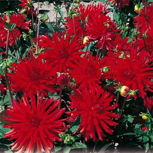 DAHLIA nain double<br>'Sombrero'