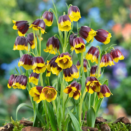 FRITILLARIA michailowskyi