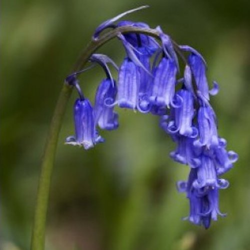 HYACINTHOÏDES non-scripta