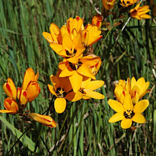 IXIA maculata