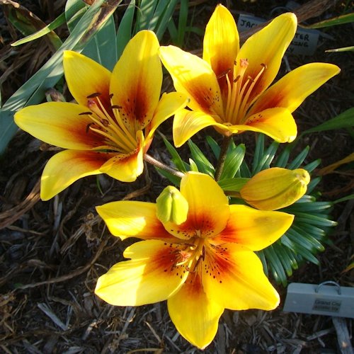 LILIUM x asiatique 'Grand Cru'