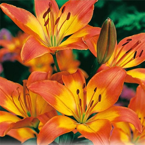LILIUM x asiatique 'Jetfire'