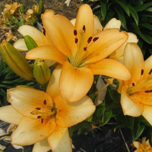 LILIUM longiflorum asiatic 'Menorca'