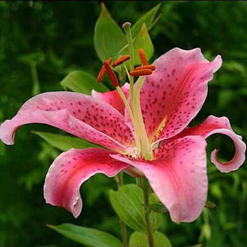 LILIUM oriental 'Olympic Star'