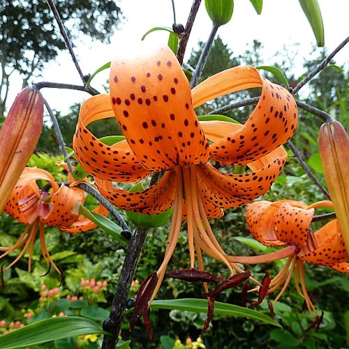 LILIUM tigrinum 'Splendens'