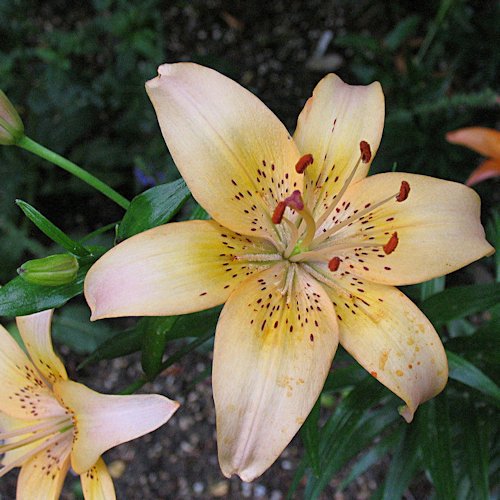 LILIUM x asiatique 'Treffer'