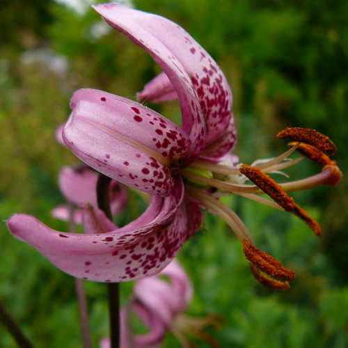LILIUM martagon