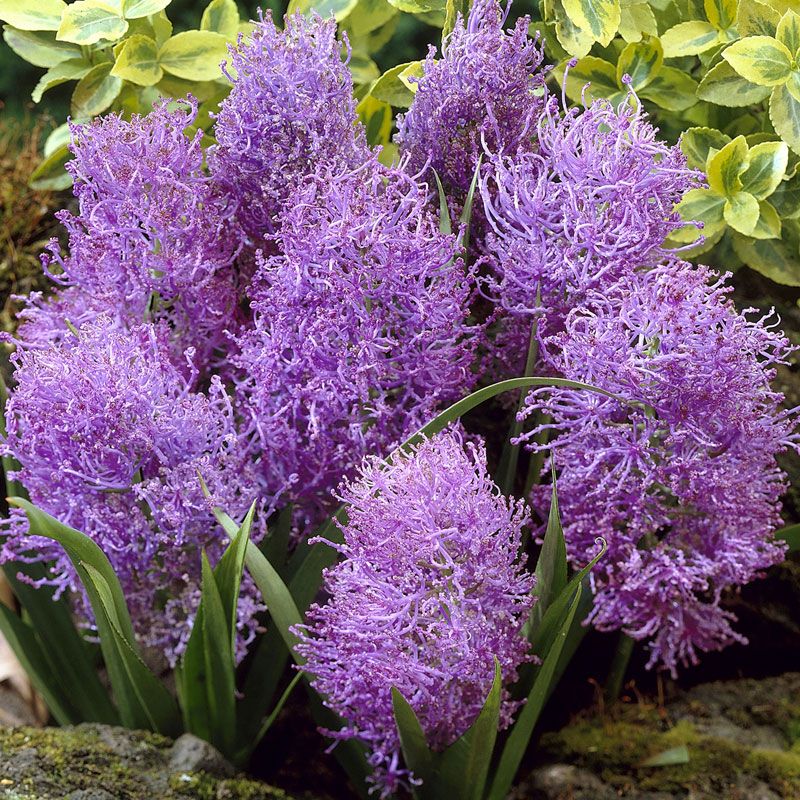 MUSCARI comosum 'Plumosum'