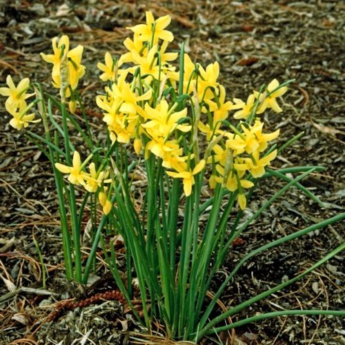 NARCISSUS triandus 'Hawera'
