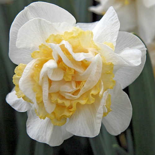 NARCISSUS (fleur d’Œillet) 'Westward'