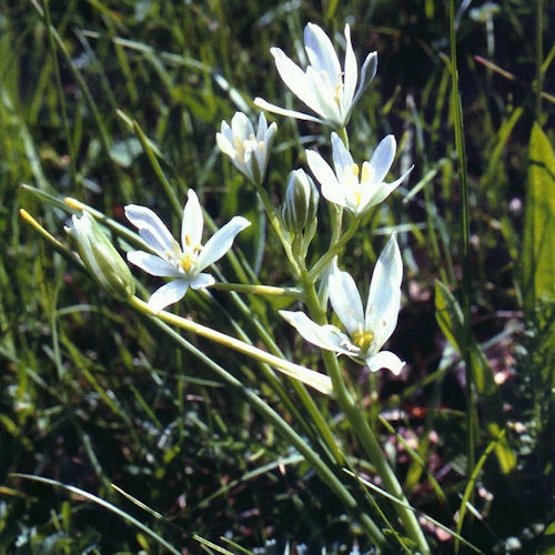 ORNITHOGALUM gussonei