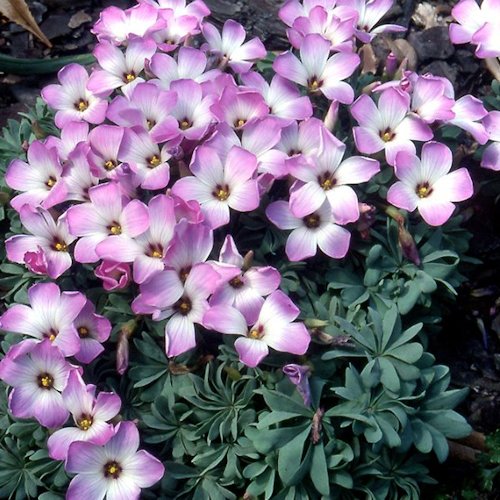 OXALIS adenophylla