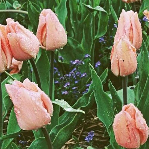 TULIPA triomphe 'Apricot Beauty'