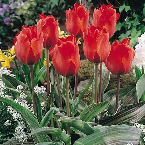 TULIPA greigii 'BaumauxII'