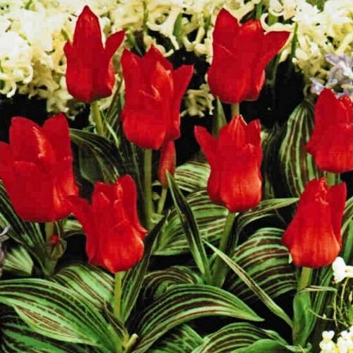 TULIPA greigii 'Chaperon Rouge'