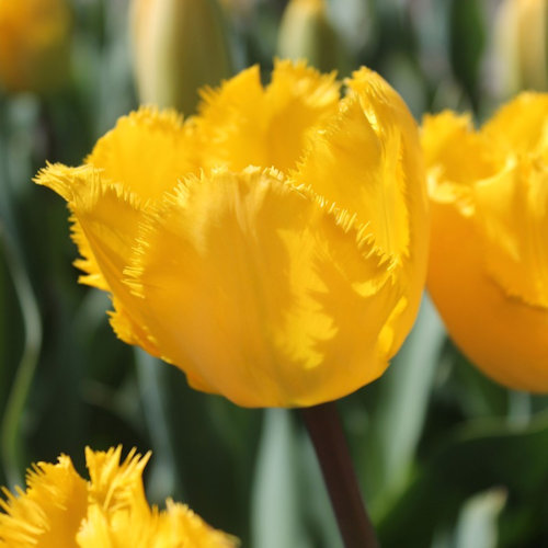 TULIPA dentelle 'Crystal Star'