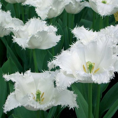 TULIPA dentelle 'Daytona'