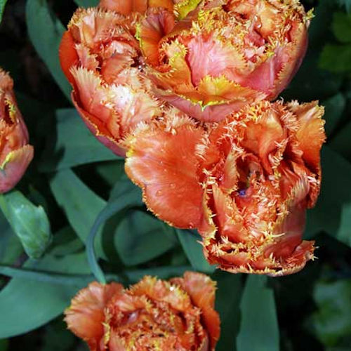 TULIPA dentelle 'Sensual Touch'