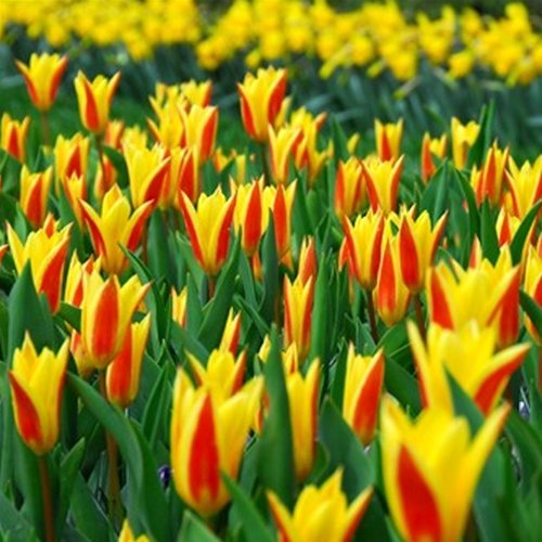 TULIPA kaufmanniana 'Giuseppe Verdi'