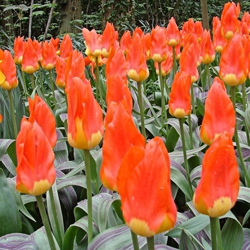 TULIPA fosteriana 'Juan'
